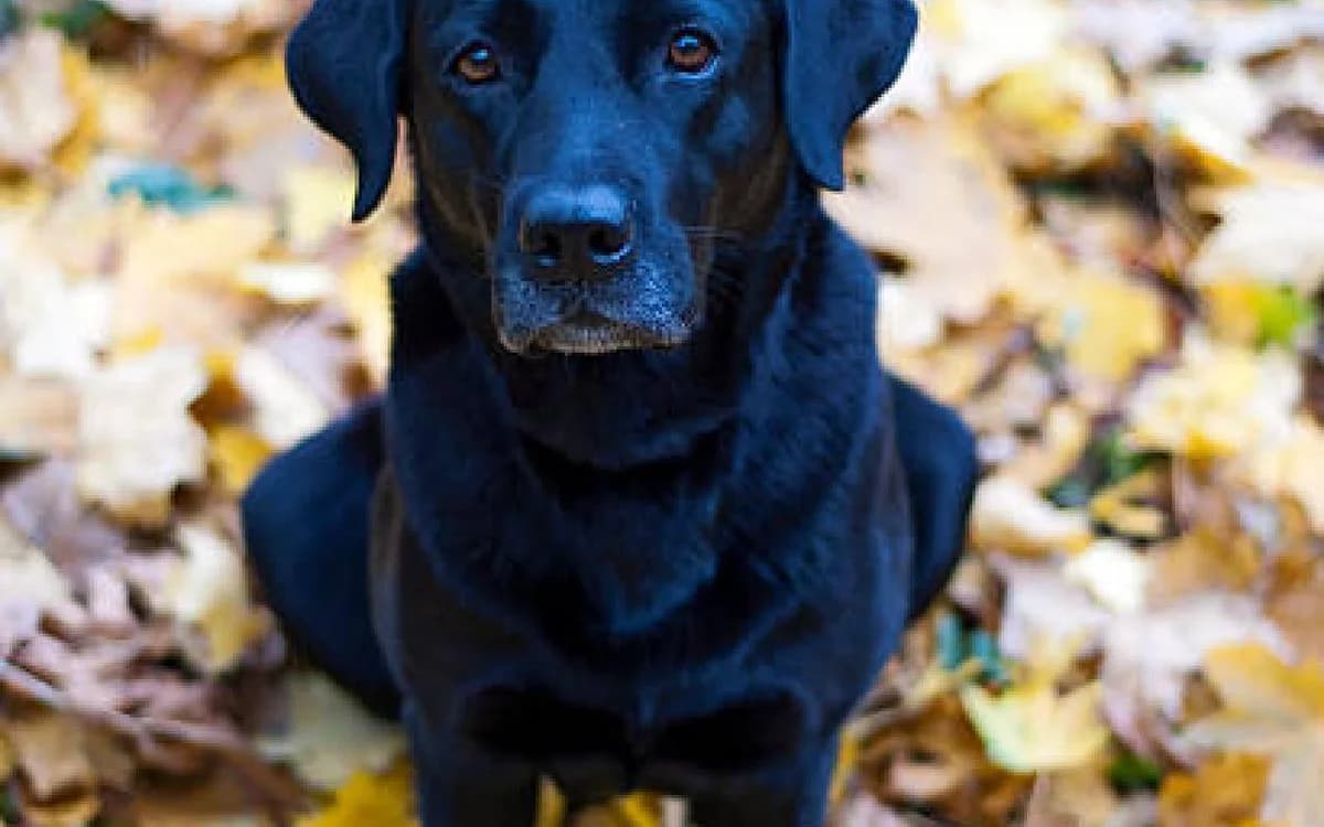 Callie, female 6yo Labrador Retriever for adoption at SSPCA, Edinburgh