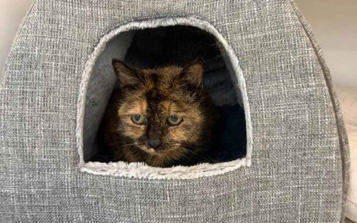 Milly (paired with Ollie), female senior Mixed Breed Cat for adoption at SSPCA, Edinburgh