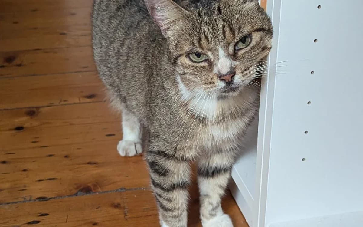 Mika, female senior Mixed Breed Cat for adoption at SSPCA, Edinburgh