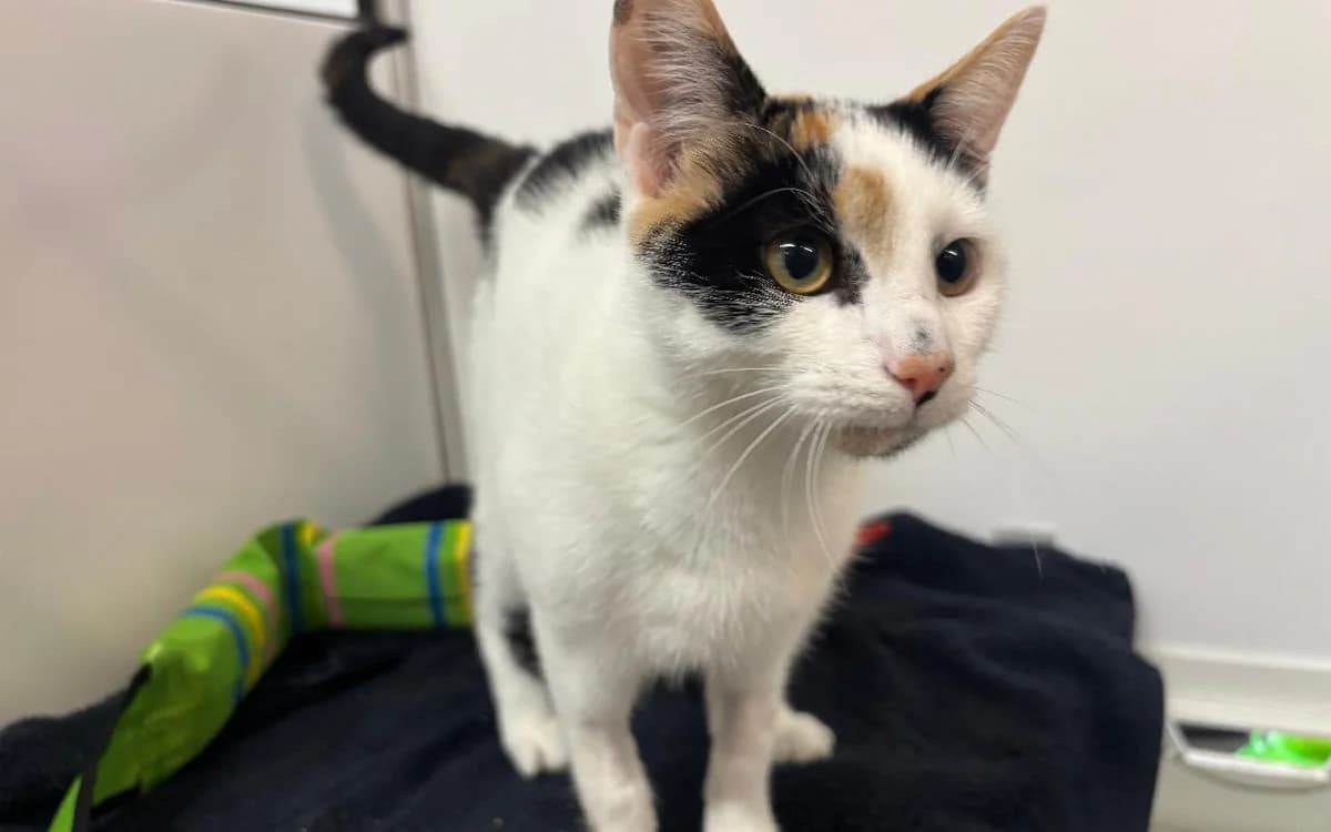 Kiki, female puppy Mixed Breed Cat for adoption at SSPCA, Edinburgh