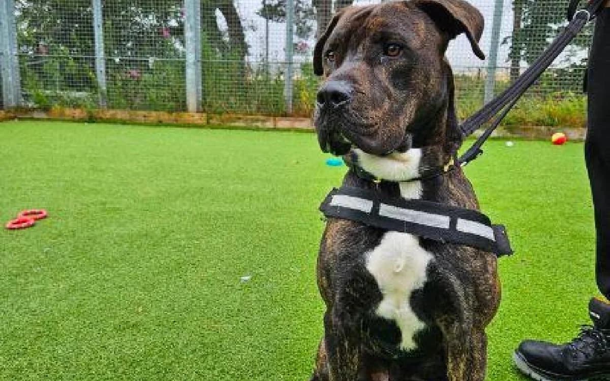 Tyson, male young Presa Canario for adoption at SSPCA, Edinburgh