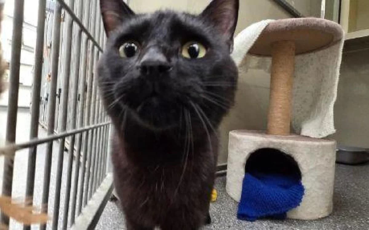 Garabaldi, male 4yo Mixed Breed Cat for adoption at SSPCA, Edinburgh