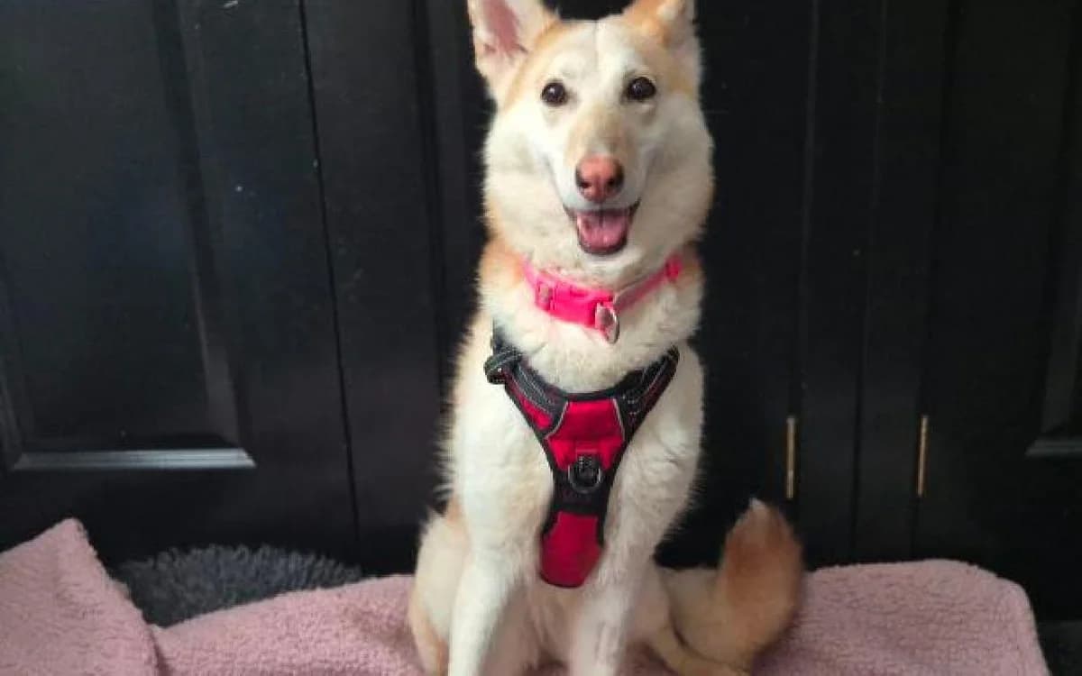 Piper, female 3yo Husky for adoption at SSPCA, Edinburgh