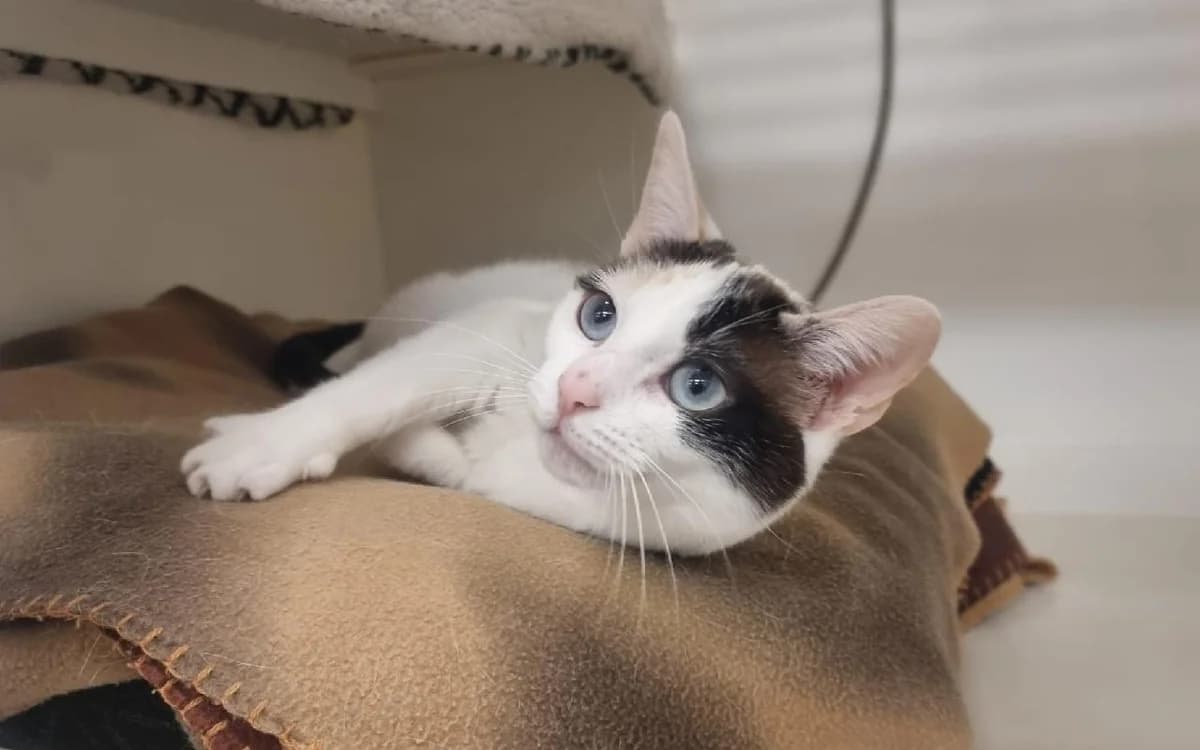 Ghost, female 3yo Mixed Breed Cat for adoption at SSPCA, Edinburgh
