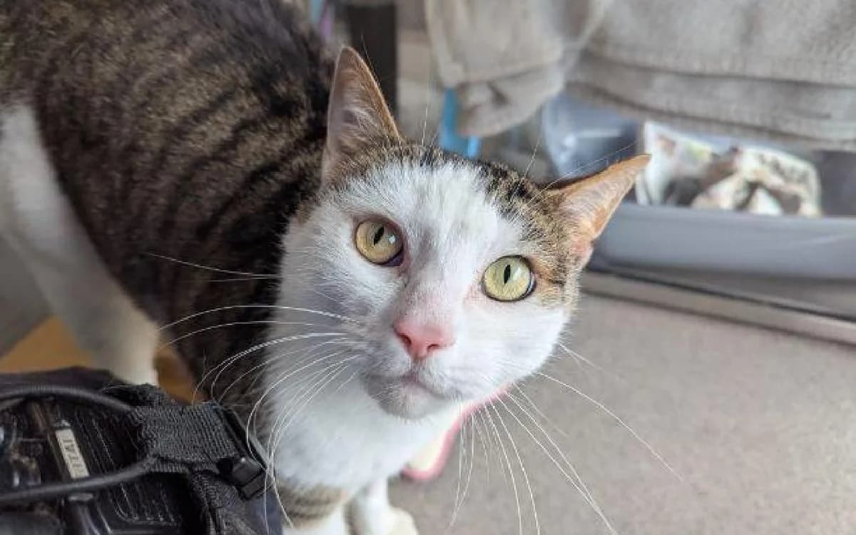Liberius, male 7yo Mixed Breed Cat for adoption at SSPCA, Edinburgh