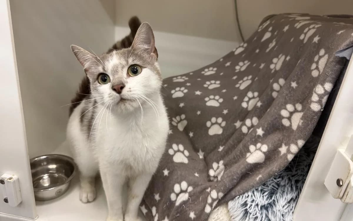 Shelly, female young Mixed Breed Cat for adoption at SSPCA, Edinburgh