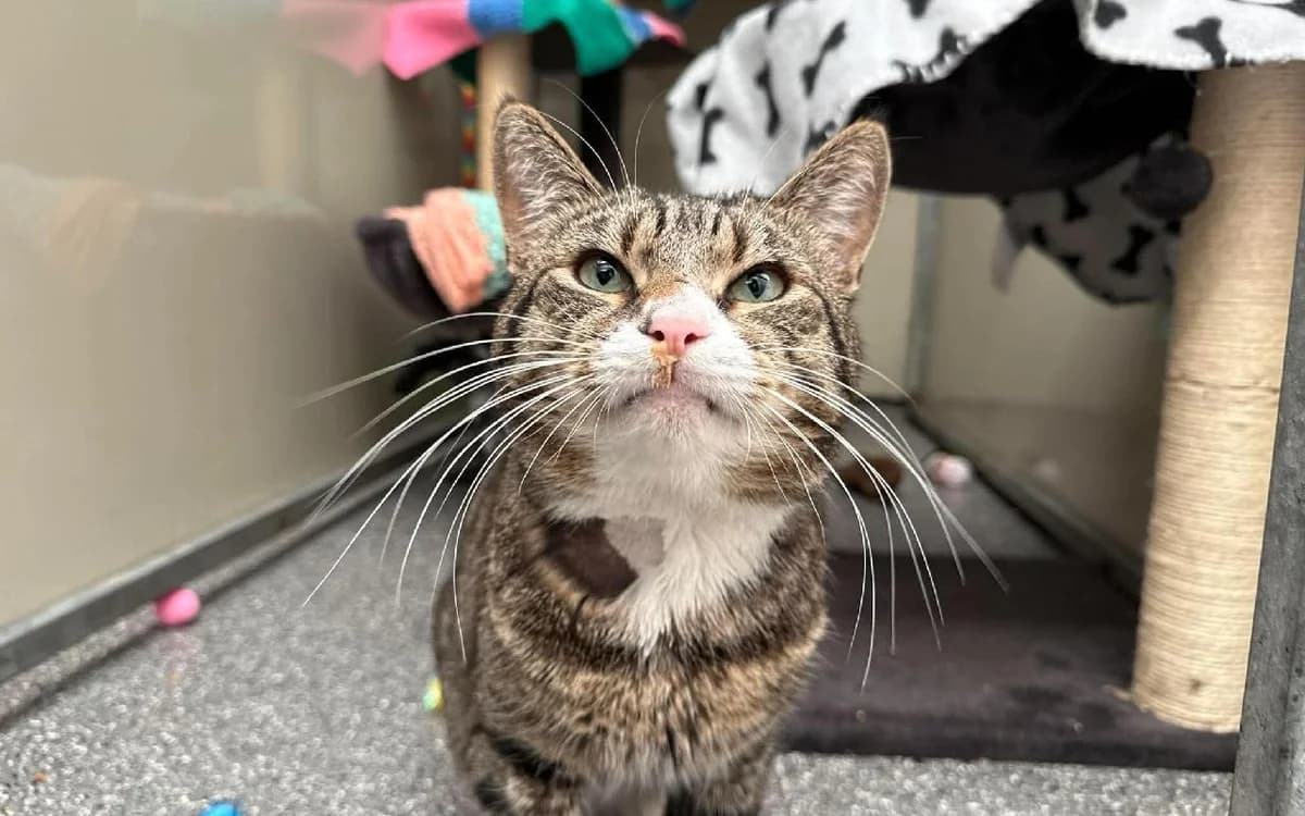 Gizmo, male 3yo Mixed Breed Cat for adoption at SSPCA, Edinburgh