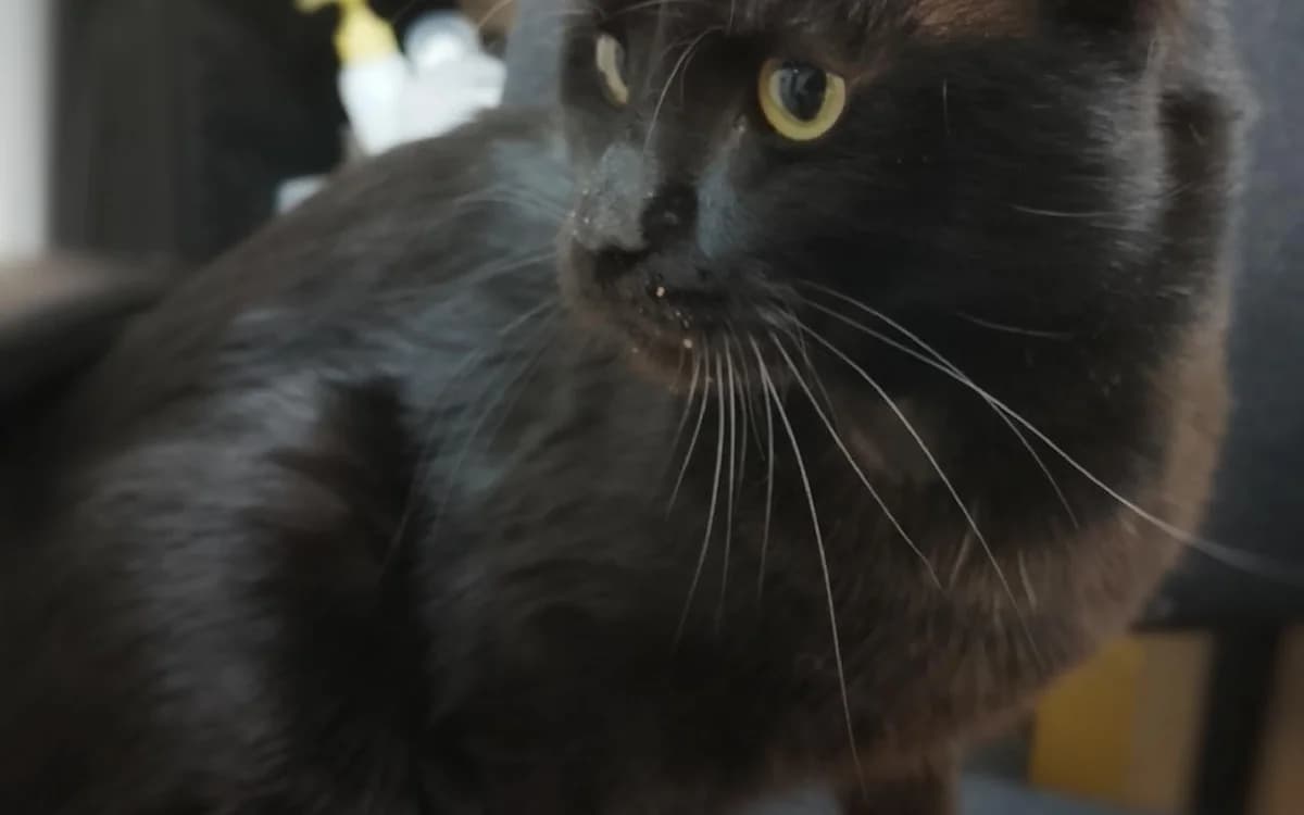 Peter, male young Mixed Breed Cat for adoption at SSPCA, Edinburgh