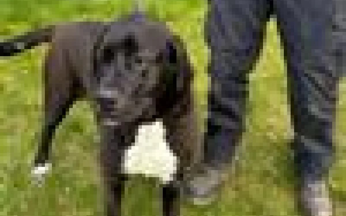 Bella, female Mastiff for adoption at SSPCA, Edinburgh