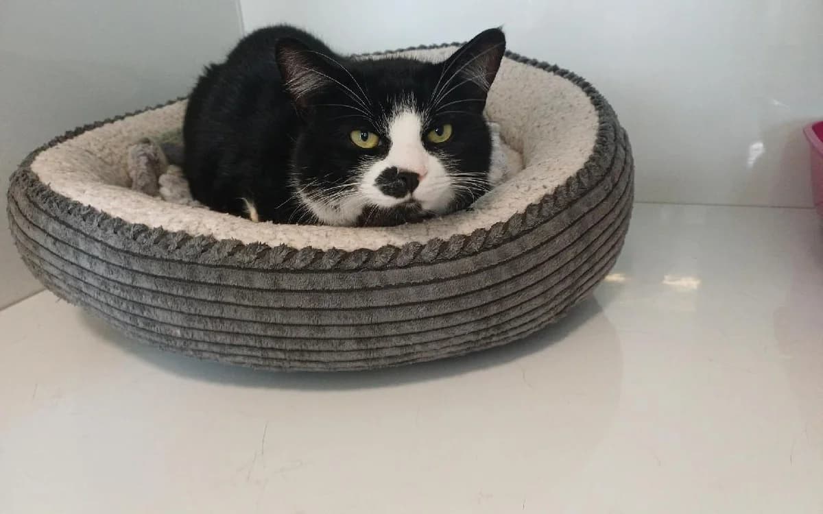 Spot, male young Mixed Breed Cat for adoption at SSPCA, Edinburgh
