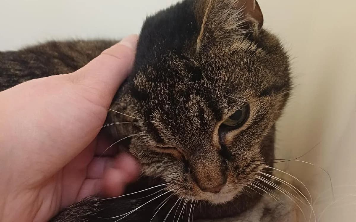 Mia, female senior Mixed Breed Cat for adoption at SSPCA, Edinburgh