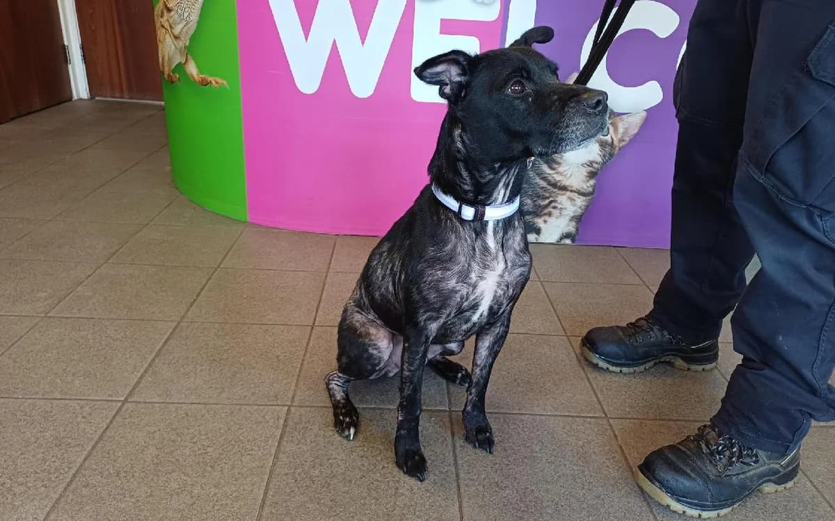 Rex, male 7yo Staffordshire Bull Terrier for adoption at SSPCA, Edinburgh
