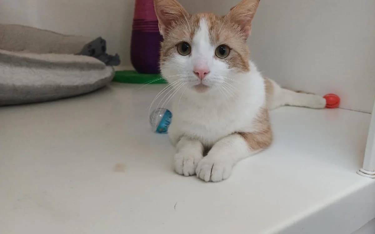 Rascal, male 3yo Mixed Breed Cat for adoption at SSPCA, Edinburgh