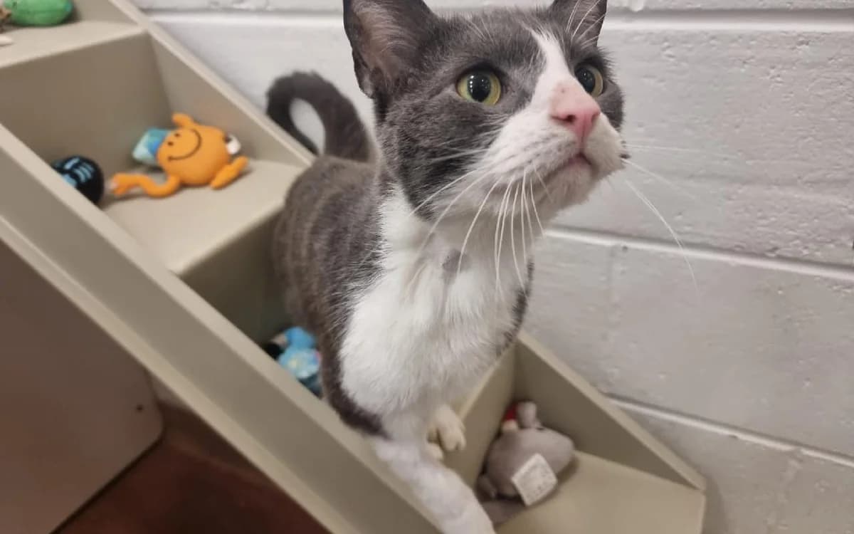 Ash, male young Mixed Breed Cat for adoption at SSPCA, Edinburgh