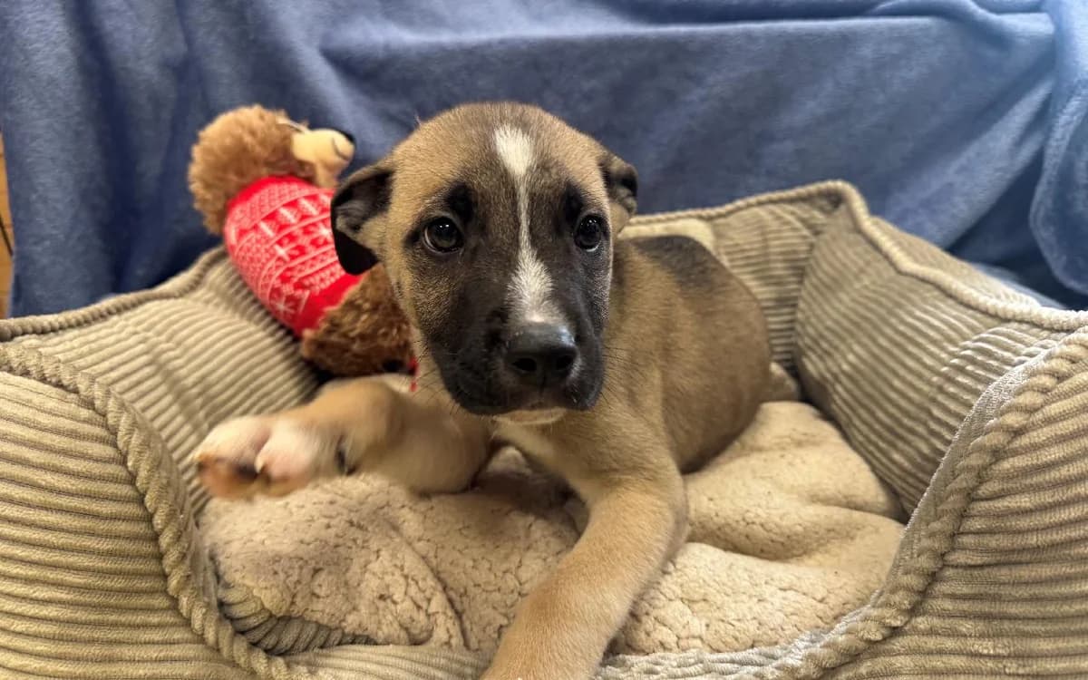 Azriel, male puppy Mixed Breed for adoption at SSPCA, Edinburgh