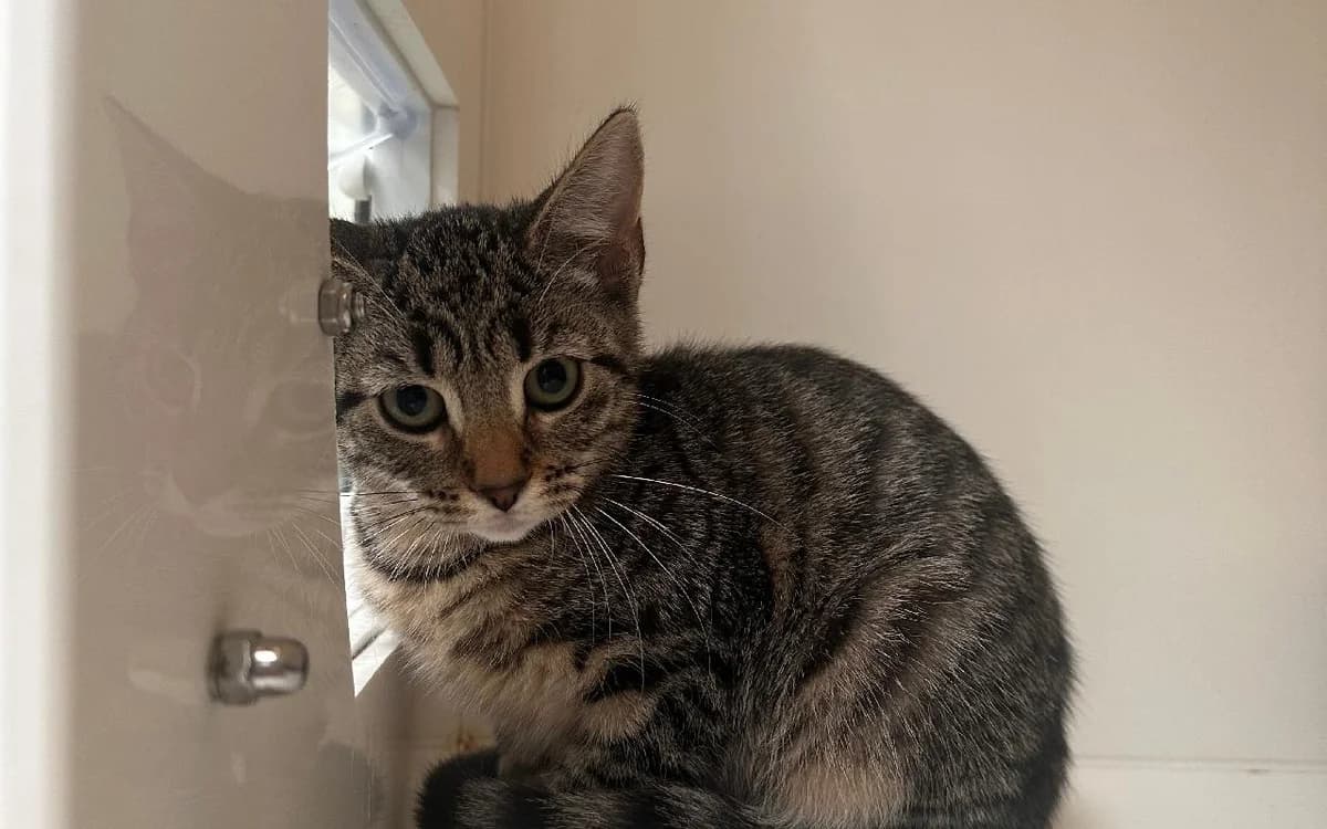 Tutti, female puppy Mixed Breed Cat for adoption at SSPCA, Edinburgh