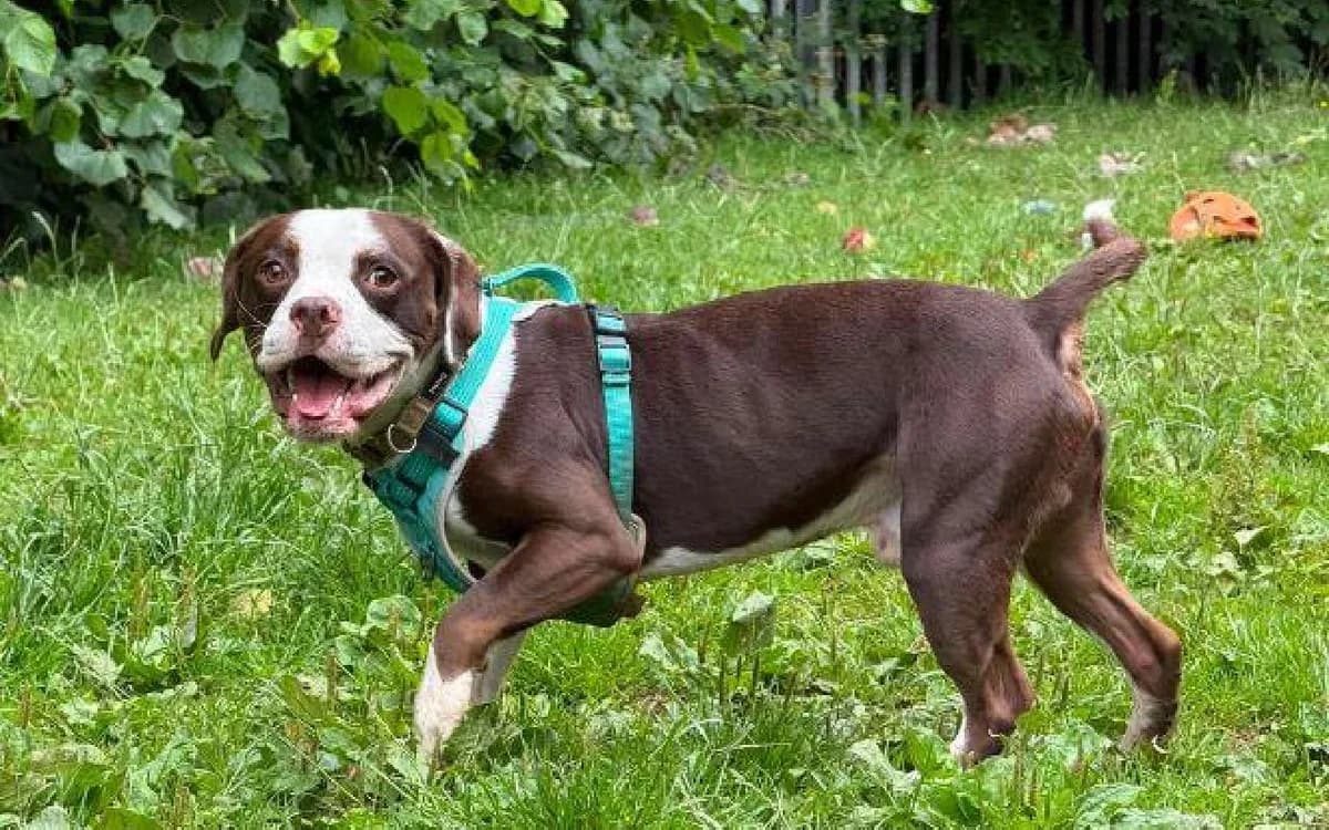Teddy, male 3yo Mixed Breed for adoption at SSPCA, Edinburgh