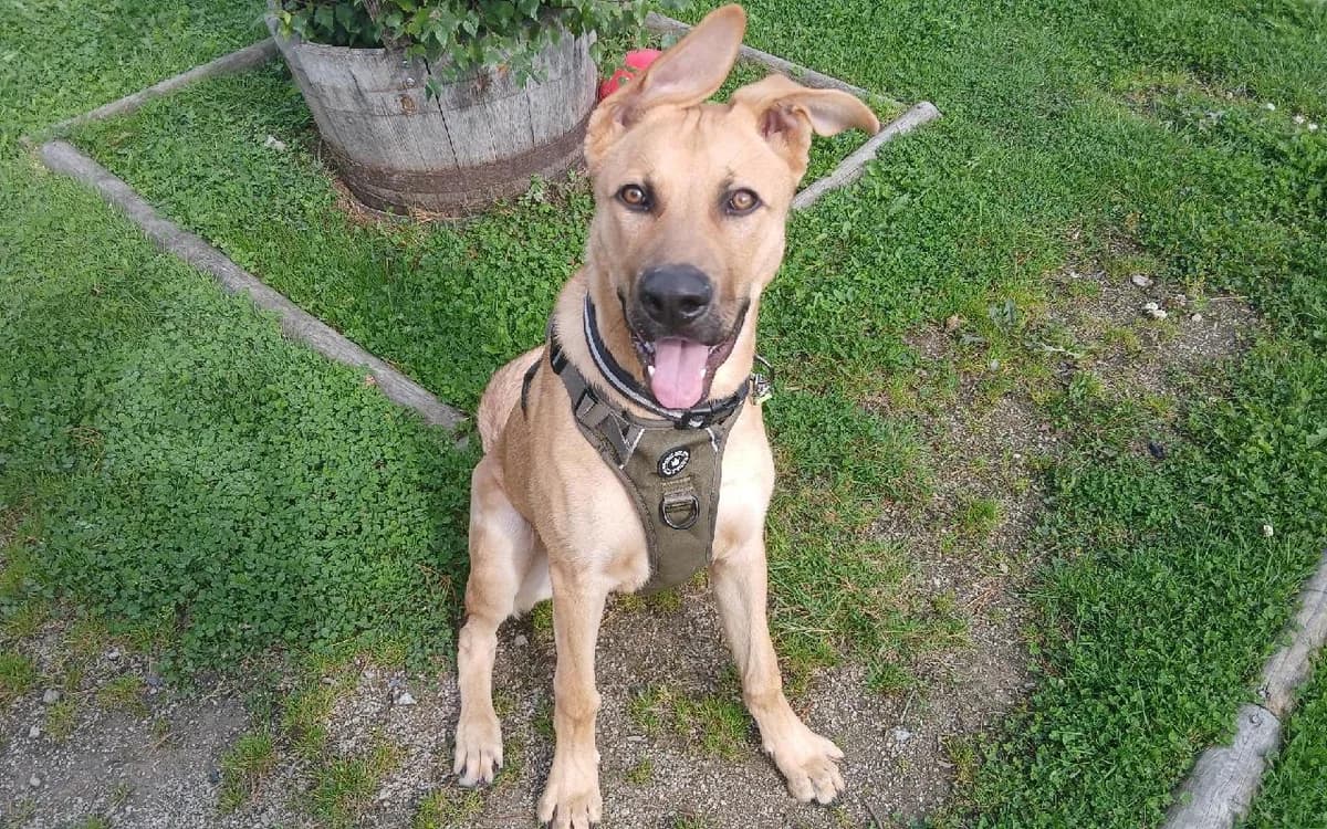 Otis, male puppy German Shepherd for adoption at SSPCA, Edinburgh