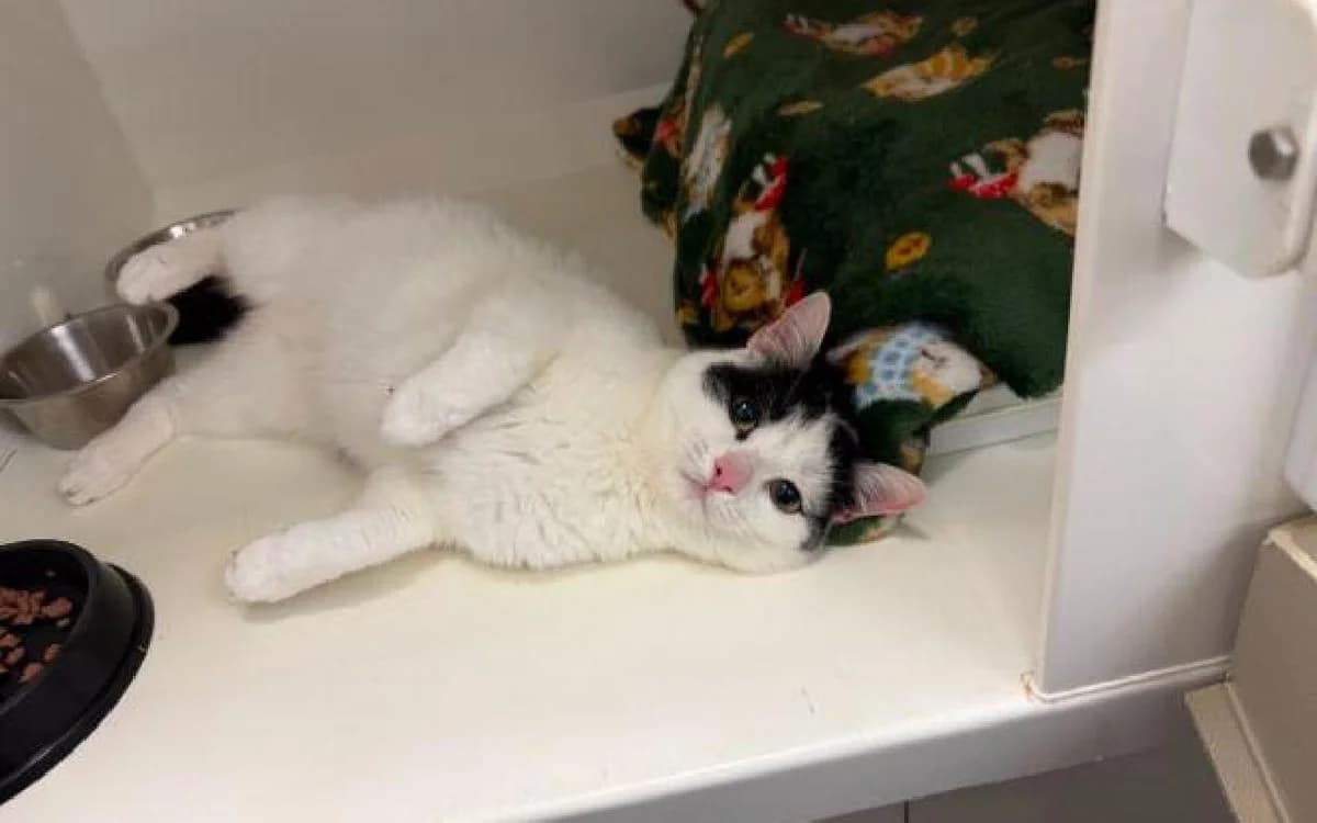 Peter, male young Mixed Breed Cat for adoption at SSPCA, Edinburgh