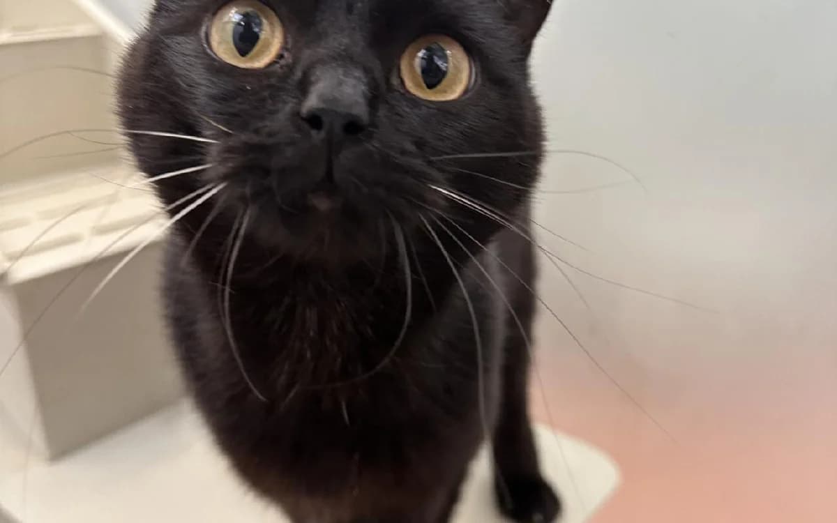 Shank, male young British Shorthair for adoption at SSPCA, Edinburgh