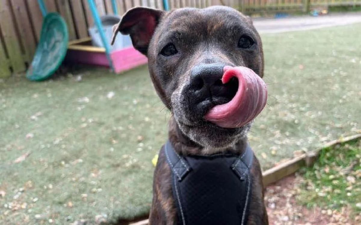 Star, female 6yo Staffordshire Bull Terrier for adoption at SSPCA, Edinburgh