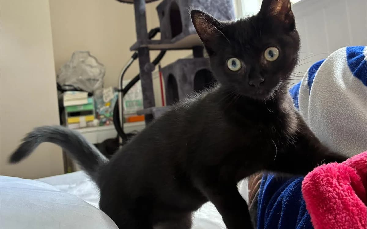 Mochi, female puppy Mixed Breed Cat for adoption at SSPCA, Edinburgh