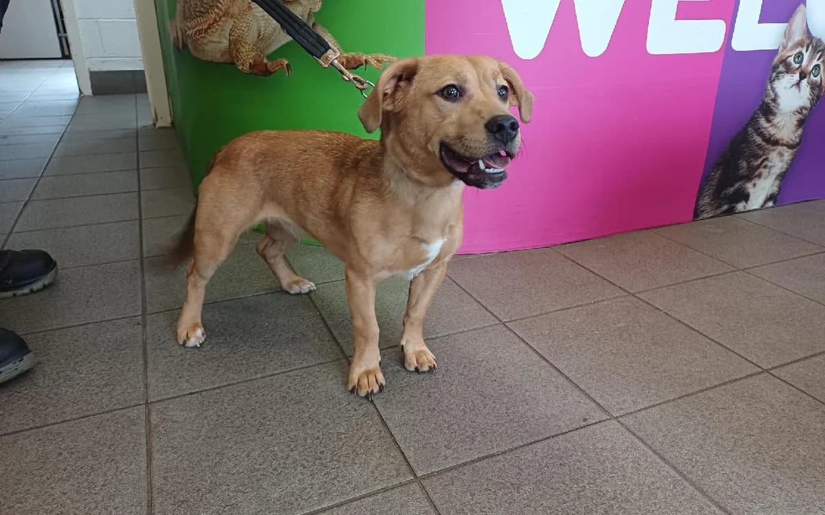Arlo, female puppy mixed breed for adoption at SSPCA, Edinburgh