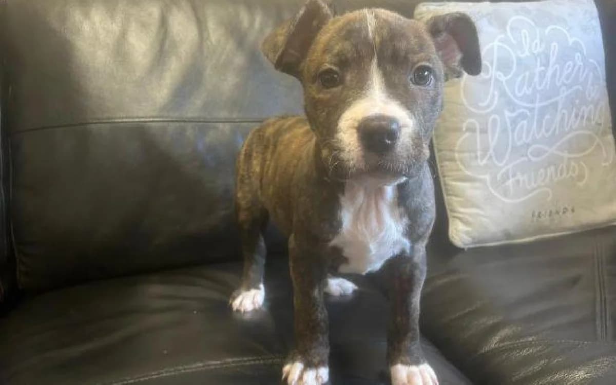 Trinie, female Mixed Breed for adoption at SSPCA, Edinburgh