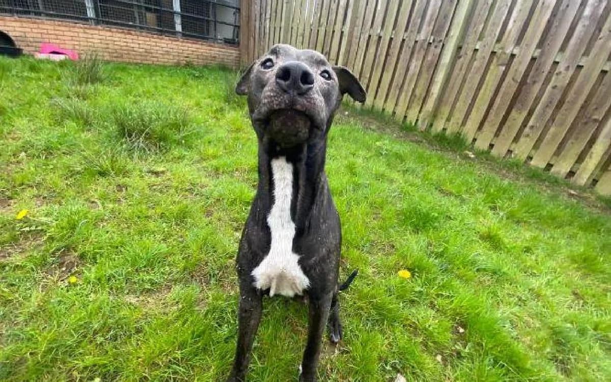 Nova, female young Lurcher for adoption at SSPCA, Edinburgh