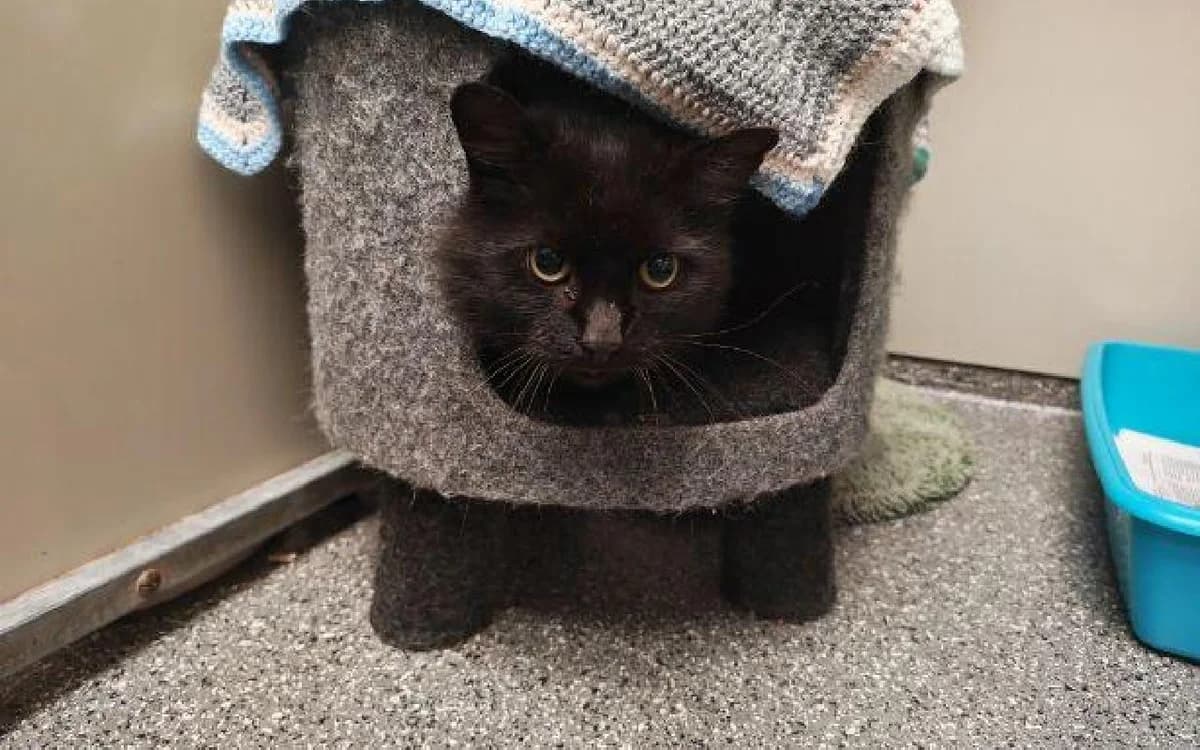 Cheeky, senior mixed breed for adoption at SSPCA, Edinburgh