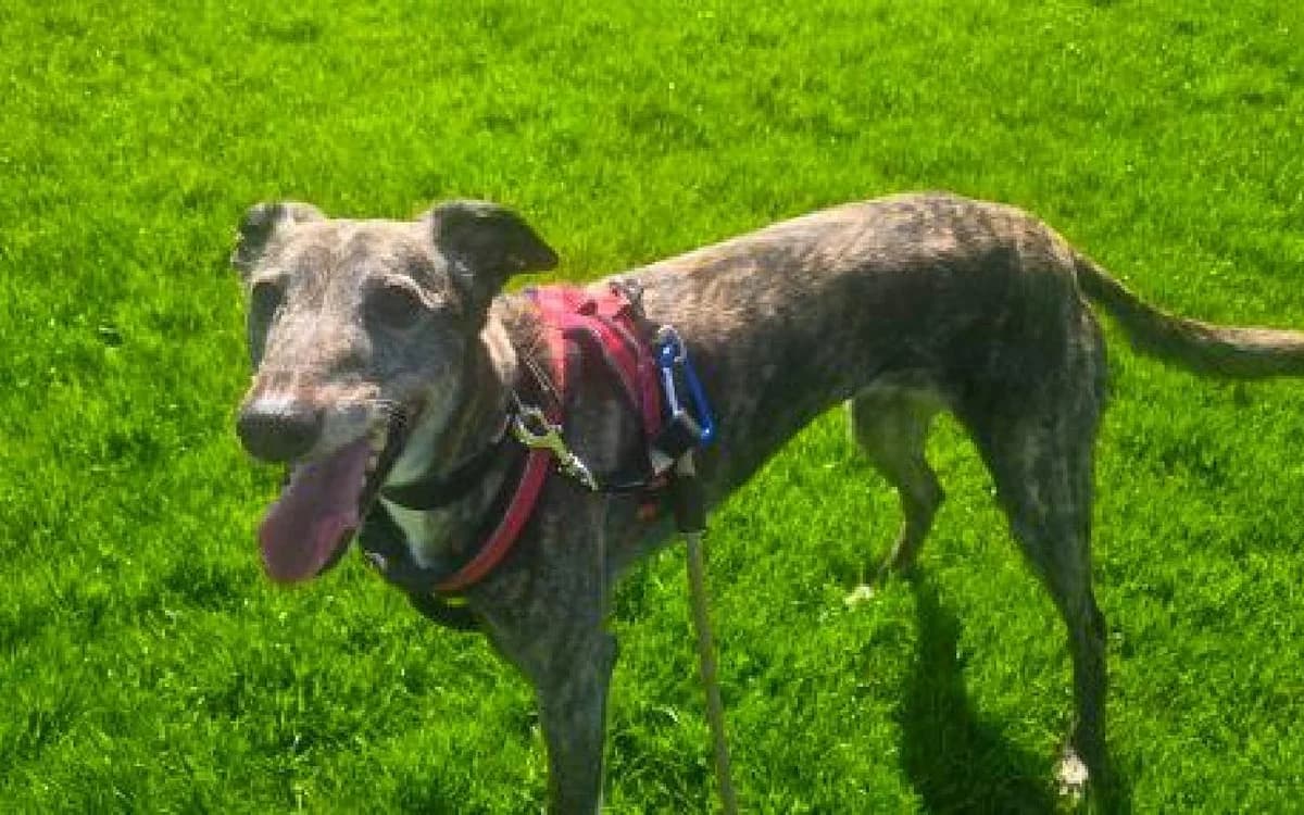 Digger, female senior Lurcher for adoption at SSPCA, Edinburgh