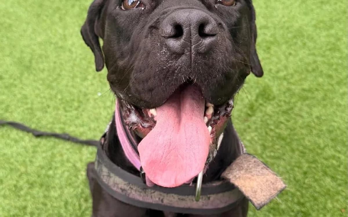 Moxi, female young Cane Corso for adoption at SSPCA, Edinburgh