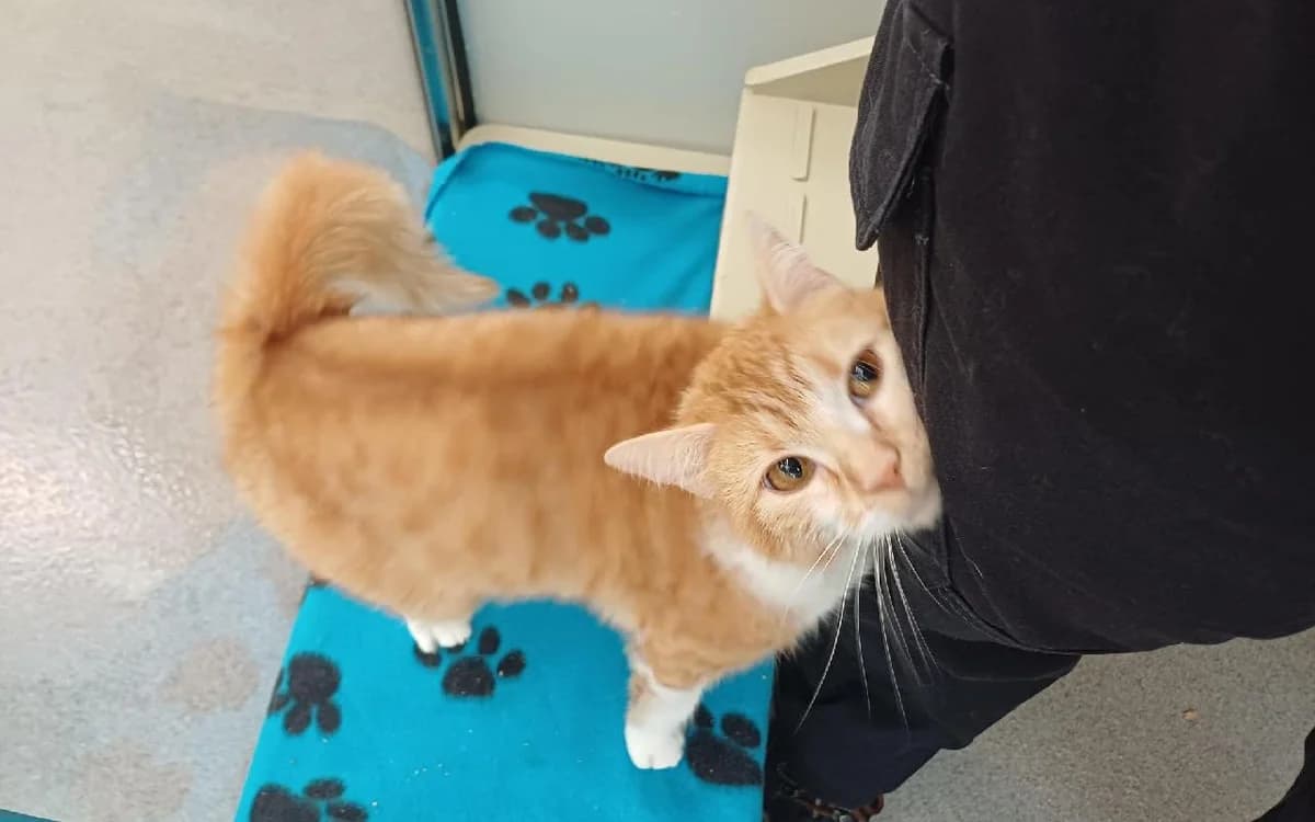 Bella, female young Mixed Breed Cat for adoption at SSPCA, Edinburgh