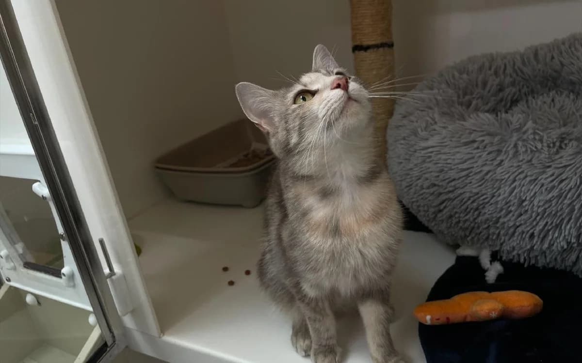 Natalia, female young Mixed Breed Cat for adoption at SSPCA, Edinburgh