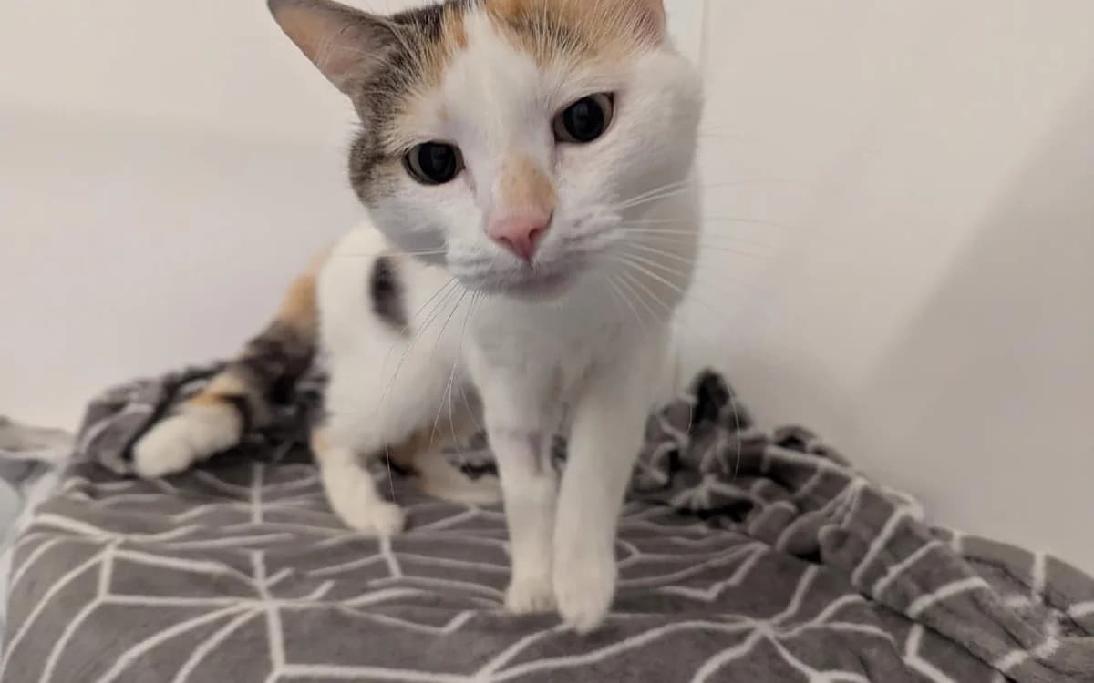 Ruby, female senior Mixed Breed Cat for adoption at SSPCA, Edinburgh