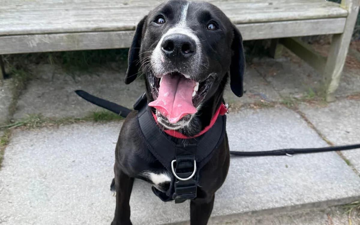 Harley, male young Labrador Retriever for adoption at SSPCA, Edinburgh