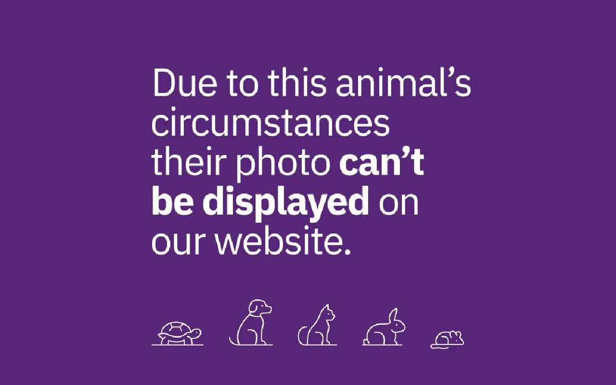 Tigger, male Mixed Breed for adoption at Edinburgh