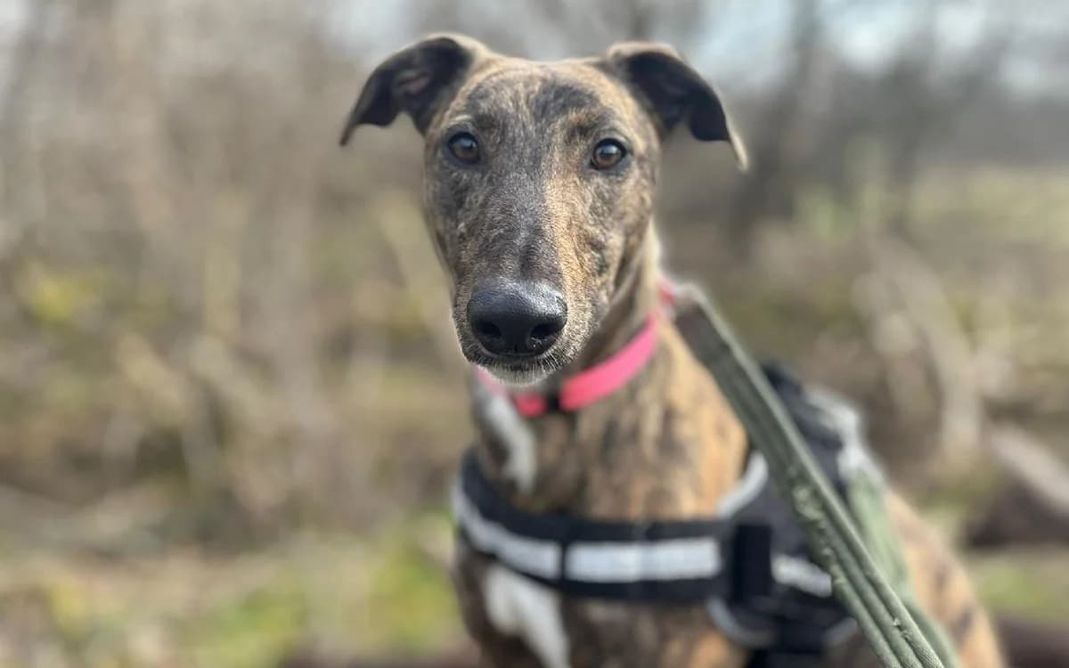 Dakota, female young Lurcher for adoption at SSPCA, Edinburgh
