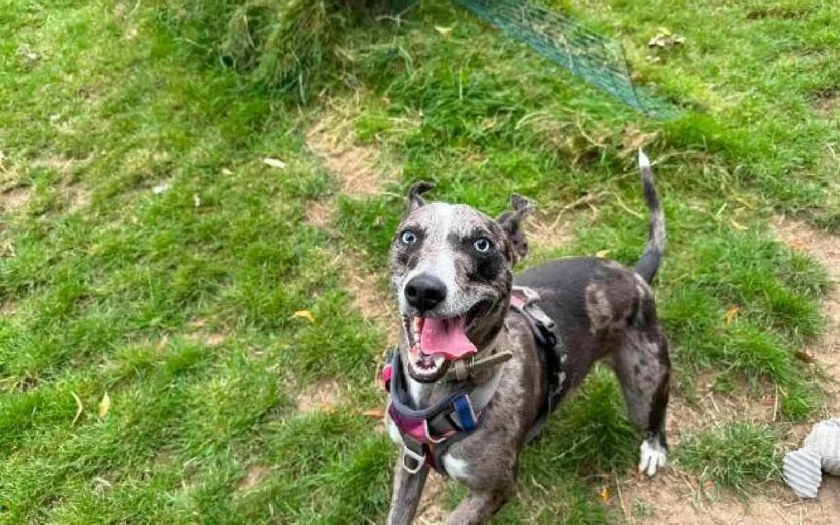 Blue, male puppy Lurcher for adoption at SSPCA, Edinburgh