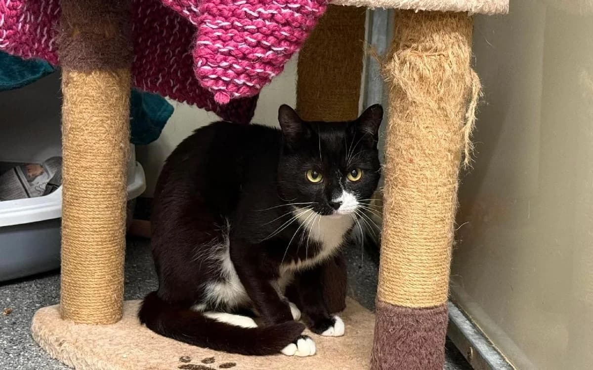 Joker, male young Mixed Breed Cat for adoption at SSPCA, Edinburgh