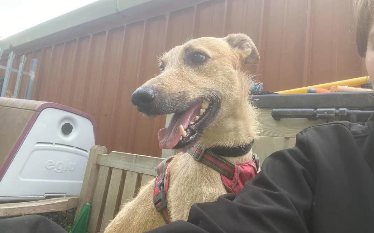 Sonny, male 5yo Lurcher for adoption at SSPCA, Edinburgh
