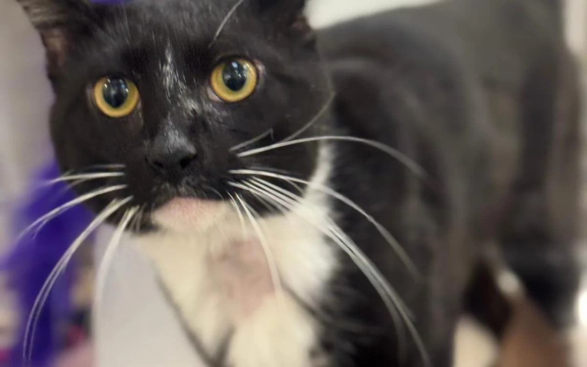 Barry, male young Mixed Breed Cat for adoption at SSPCA, Edinburgh