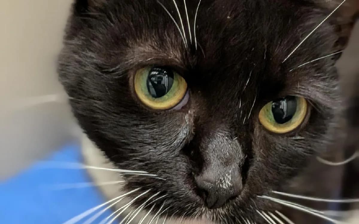 Lorelai, female Mixed Breed Cat for adoption at SSPCA, Edinburgh
