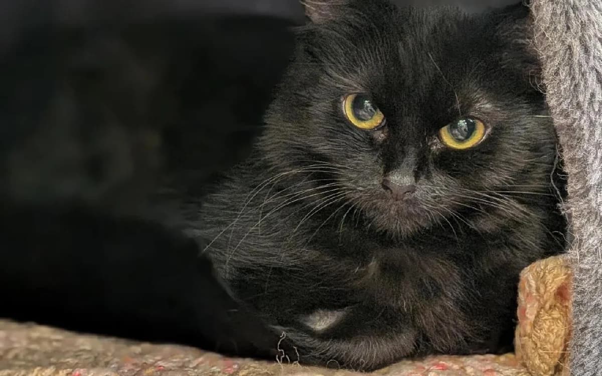 Sisu and Raya, female Mixed Breed Cat for adoption at SSPCA, Edinburgh