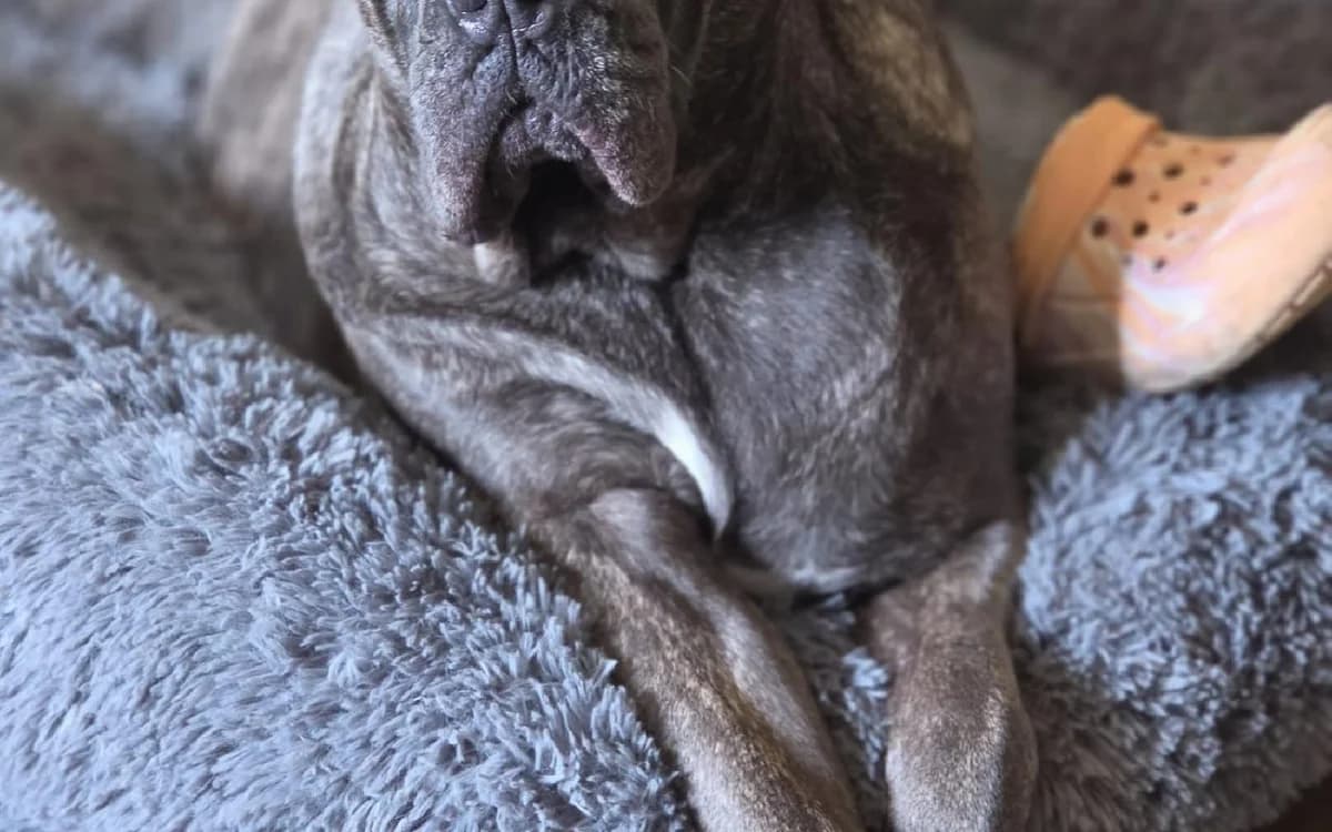 Finn, male 4yo Cane Corso for adoption at SSPCA, Edinburgh