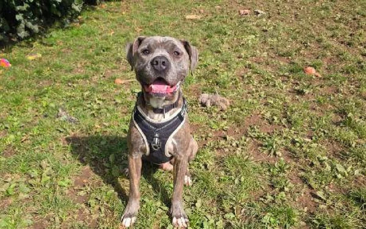Pablo, male young Mixed Breed for adoption at SSPCA, Edinburgh