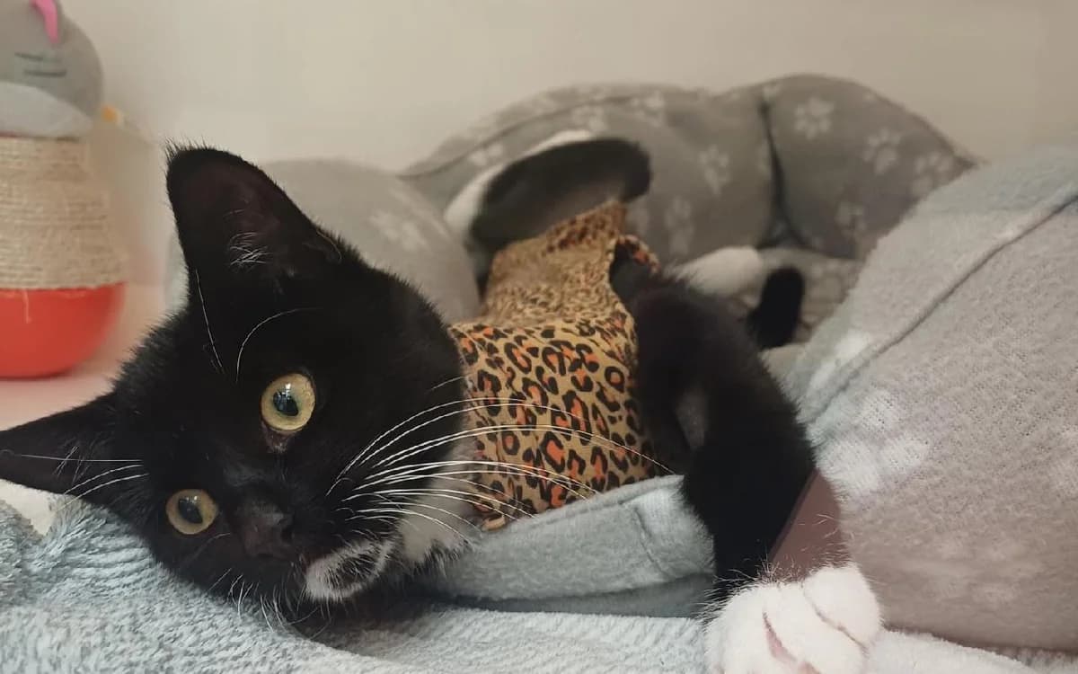 Mango, female puppy Mixed Breed Cat for adoption at SSPCA, Edinburgh