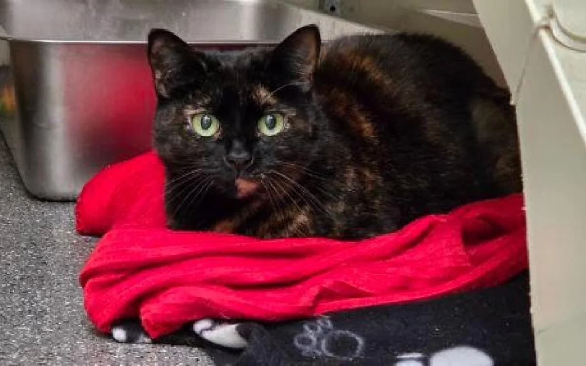 Titch, female senior Mixed Breed Cat for adoption at SSPCA, Edinburgh