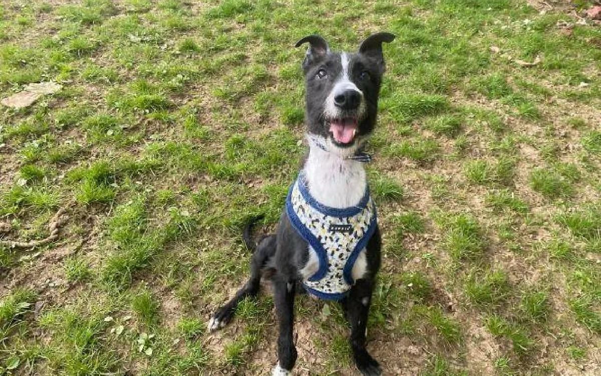 Dennis, male 3yo Lurcher for adoption at SSPCA, Edinburgh