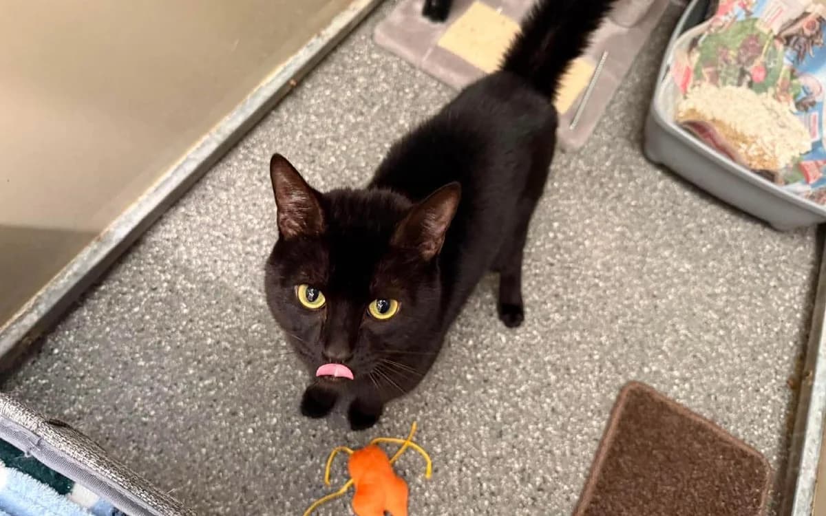 Ozzy, male young Mixed Breed Cat for adoption at SSPCA, Edinburgh